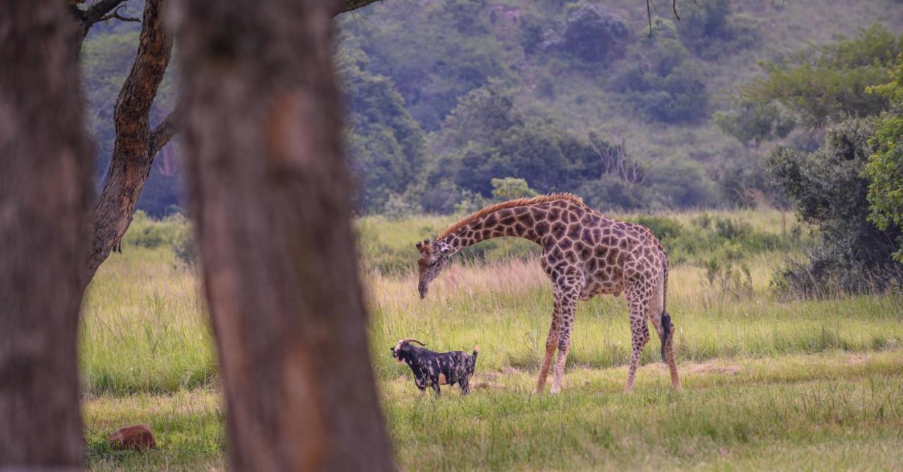 Caracal Lodge Alkmaar エクステリア 写真